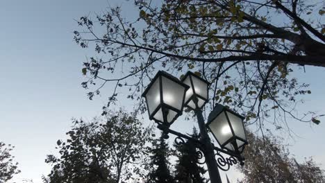 Look-up-street-lump-against-tree-and-blue-sky