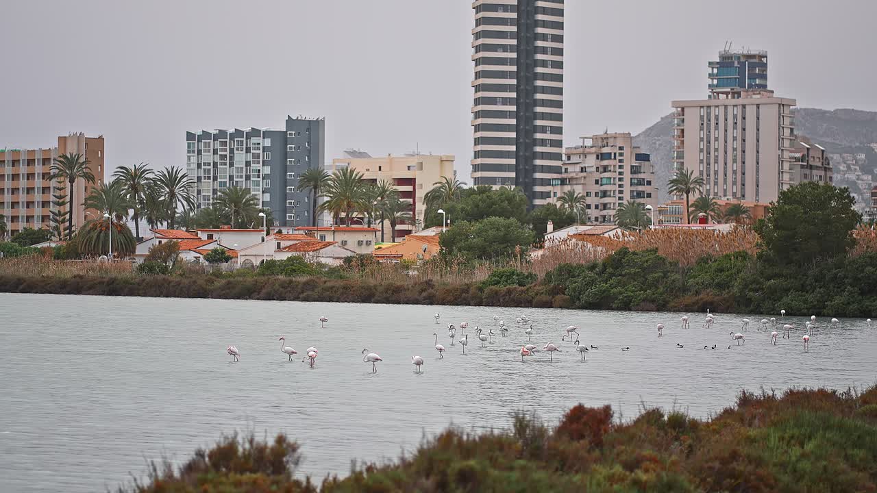 grupo de flamencos en un pequeño lago artificial en el centro de la ciudad en otoño, comiendo y caminando tranquilamente y comiendo pescado