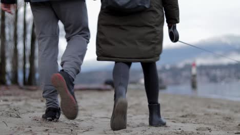 varias tomas en cámara lenta y velocidad regular de un perro pequeño, negro, de raza mixta, que lleva un arnés azul claro y juega en una playa de arena en un agradable día de invierno en vancouver, columbia británica, canadá