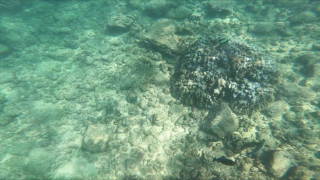 Peces-Submarinos-Nadan-Alrededor-Del-Arrecife-Con-La-Mano-De-Los-Buceadores