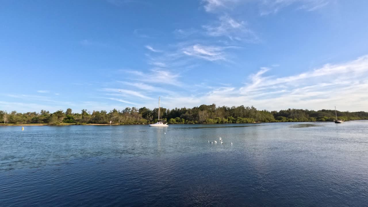 조용 한 호수 위 를 날아다니는 해파리 들