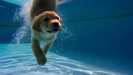 puppy swimming underwater in a pool
