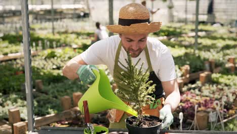 a male gardener waters a christmas tree in a pot with a watering can