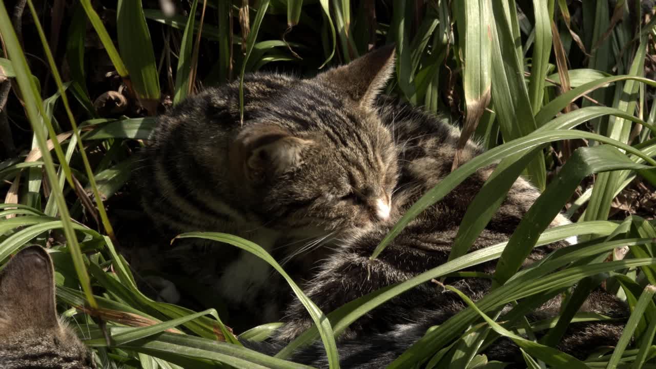 Gatto soriano che riposa e si pulisce nell'erba alta e verde.