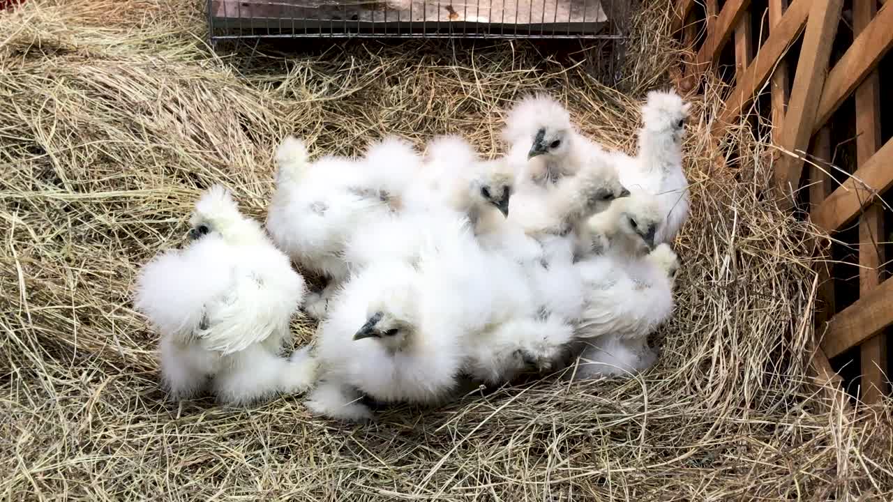 귀여운 아프리카