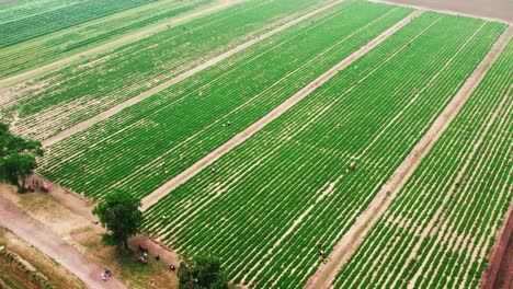 vibrant strawberry fields aerial captured in stunning midwest location, showcasing sustainable farming and the beauty of nature