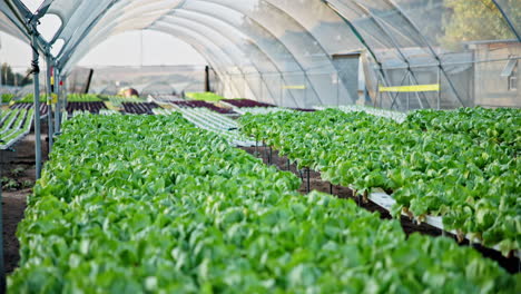 lettuce field