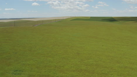 Canola-plants-not-ready-for-harvest-on-hill,-aerial