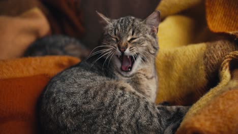 a gray cat lies on an orange blanket, washes and yawns. overview of a cute pet that washes itself