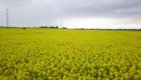 aerial flyover blooming rapeseed field, flying over lush yellow canola flowers, idyllic farmer landscape with high voltage power line, overcast day, low drone shot moving forward