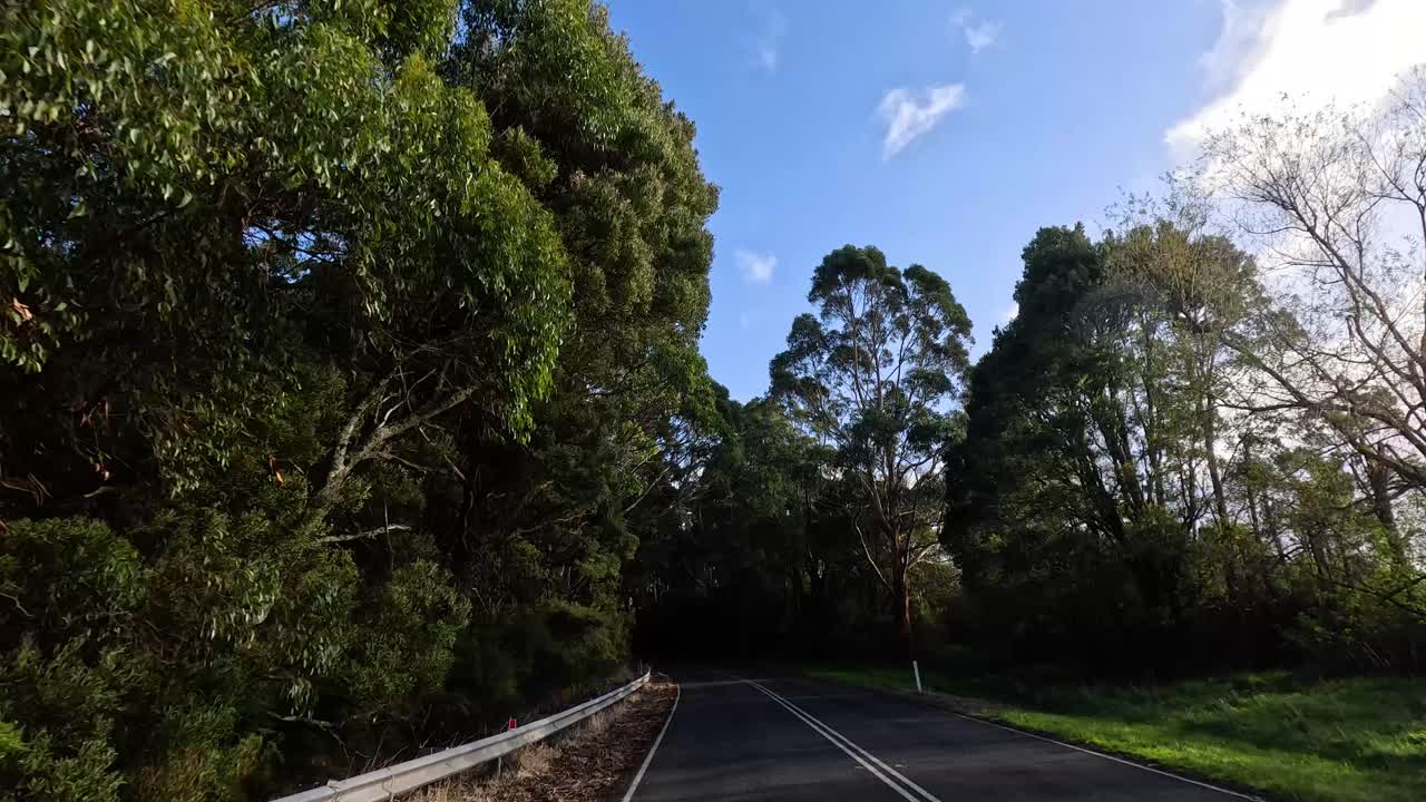 울창 하고 나무 가 인 도로 를 가로질러 운전 하는 것