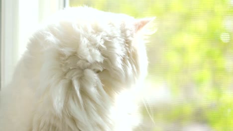 domestic cat with complete heterochromia. white cat with different colored eyes is sitting by the window.