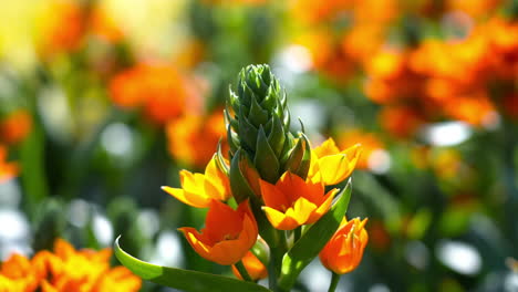 flores de primavera que florecen en un jardín botánico, aisladas en un racimo de flores de naranja