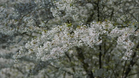 cherry tree in springtime