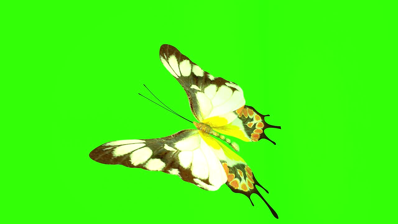 이국적인 나비 녹색 스크린 3d 렌더링 애니메이션