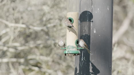 a flock of song sparrows perched on a bird feeder - melospiza melodia