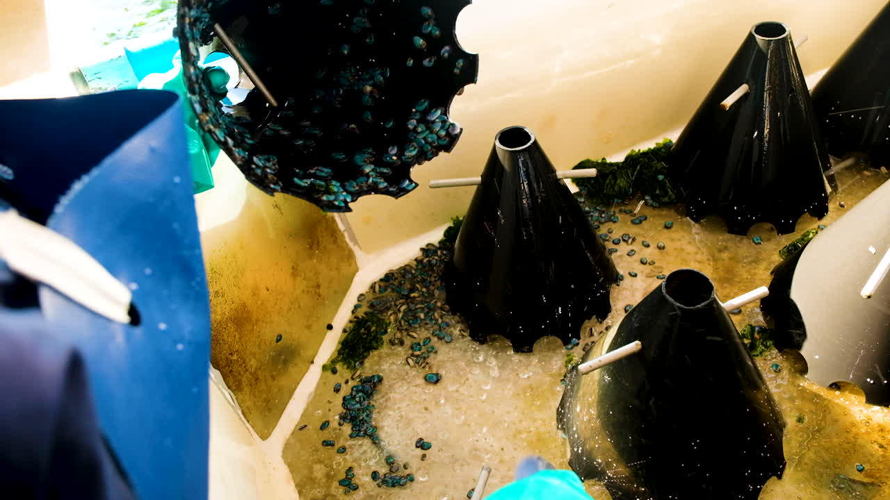 trabajador en el tanque de limpieza de la granja de acuicultura comercial con saliva de abulón