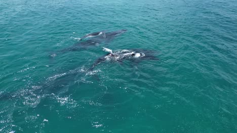 group of humpback whales at the surface of water in the ocean, aerial closeup orbital