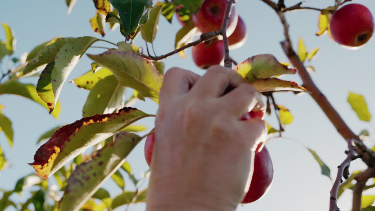 Harvesting Apples from a Tree