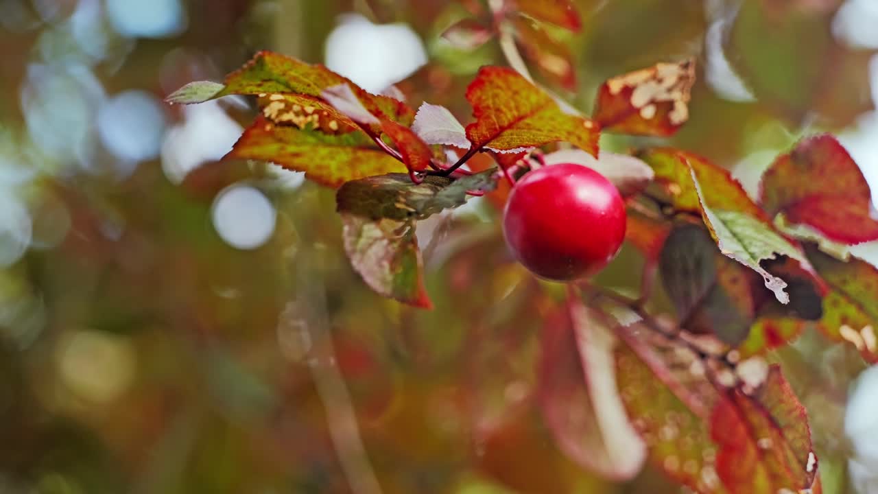 Closeup of red plum moving in wind autumn colors and soft evening light
