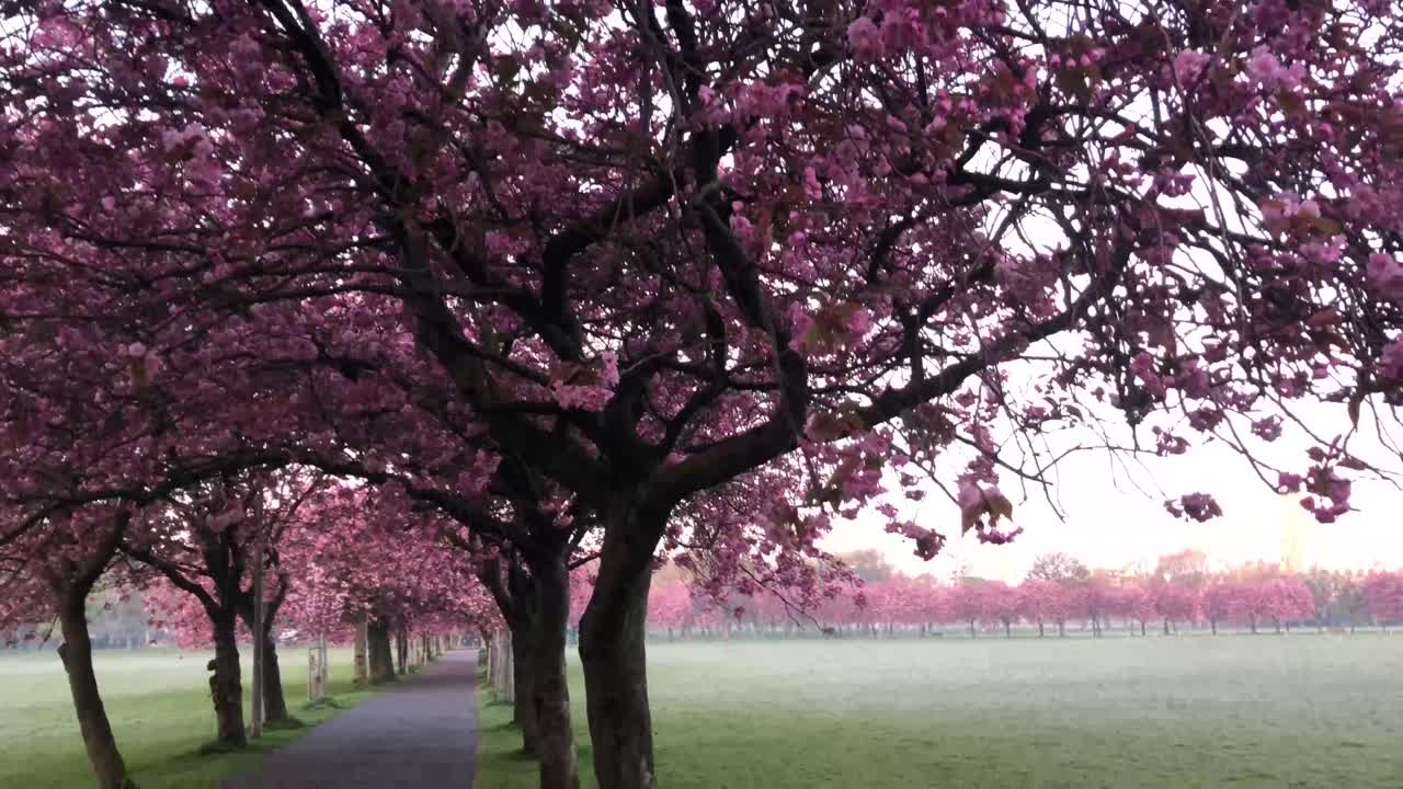 una toma panorámica de los cerezos en flor hasta el parque brumoso en una hermosa mañana de verano | edimburgo, escocia | alta definición, 24 fps