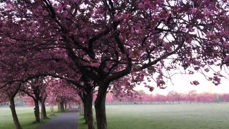 A-panning-shot-of-cherry-blossoms-down-to-the-misty-park-on-a-beautiful-Summer-morning-|-Edinburgh,-Scotland-|-HD,-24fps