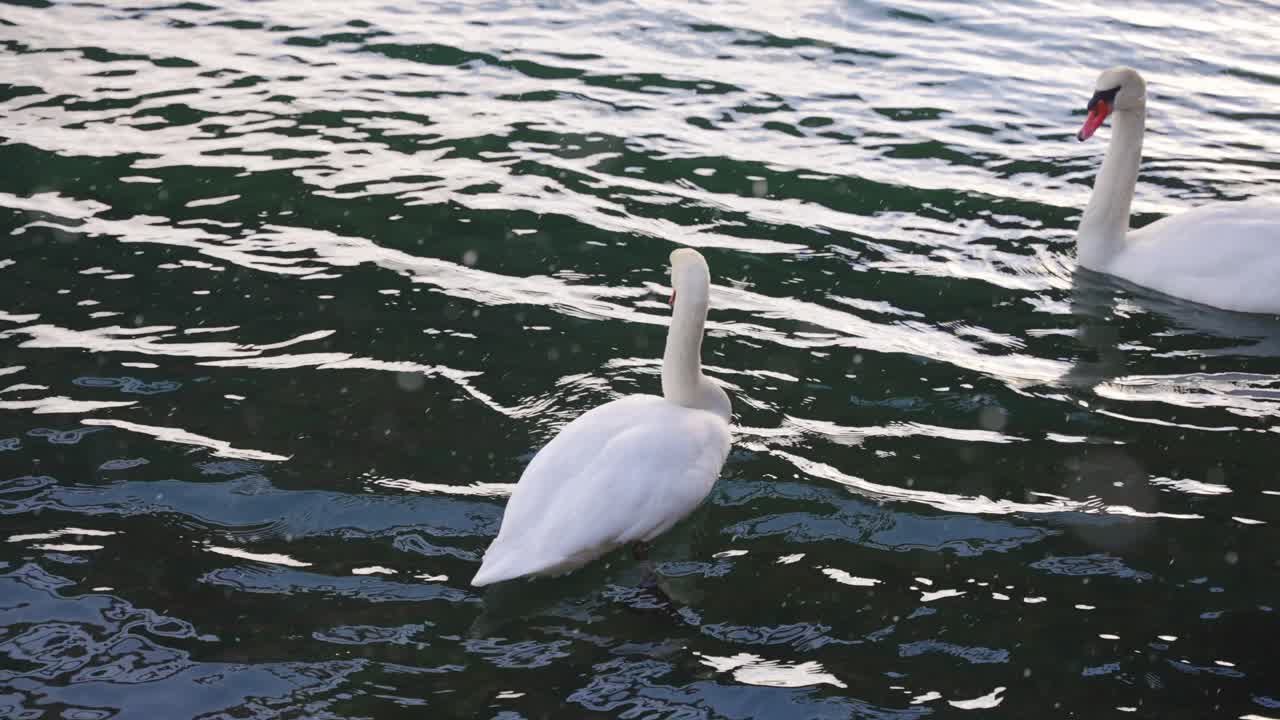 hermoso cisne blanco puro en el agua, nieve cayendo en invierno