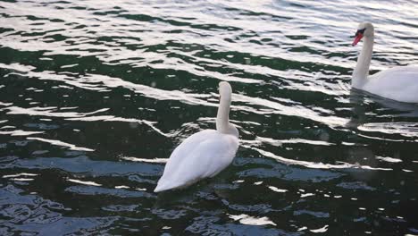 Schöner-Reinweißer-Schwan-Im-Wasser,-Im-Winter-Fällt-Schnee