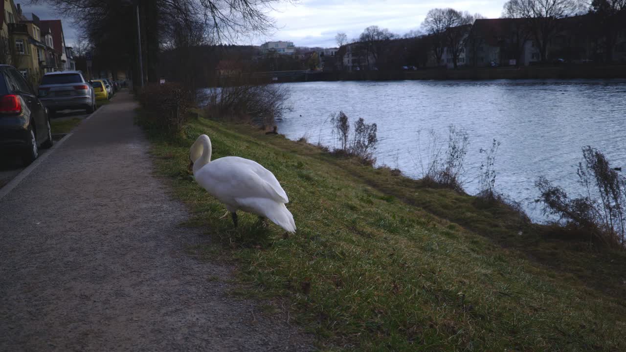 cerca de un pato caminando hacia los autos estacionados - tübingen alemania parque natural junto al río con vida silvestre en 4k