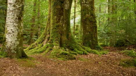 bosque verde exuberante con troncos de árboles de musgo