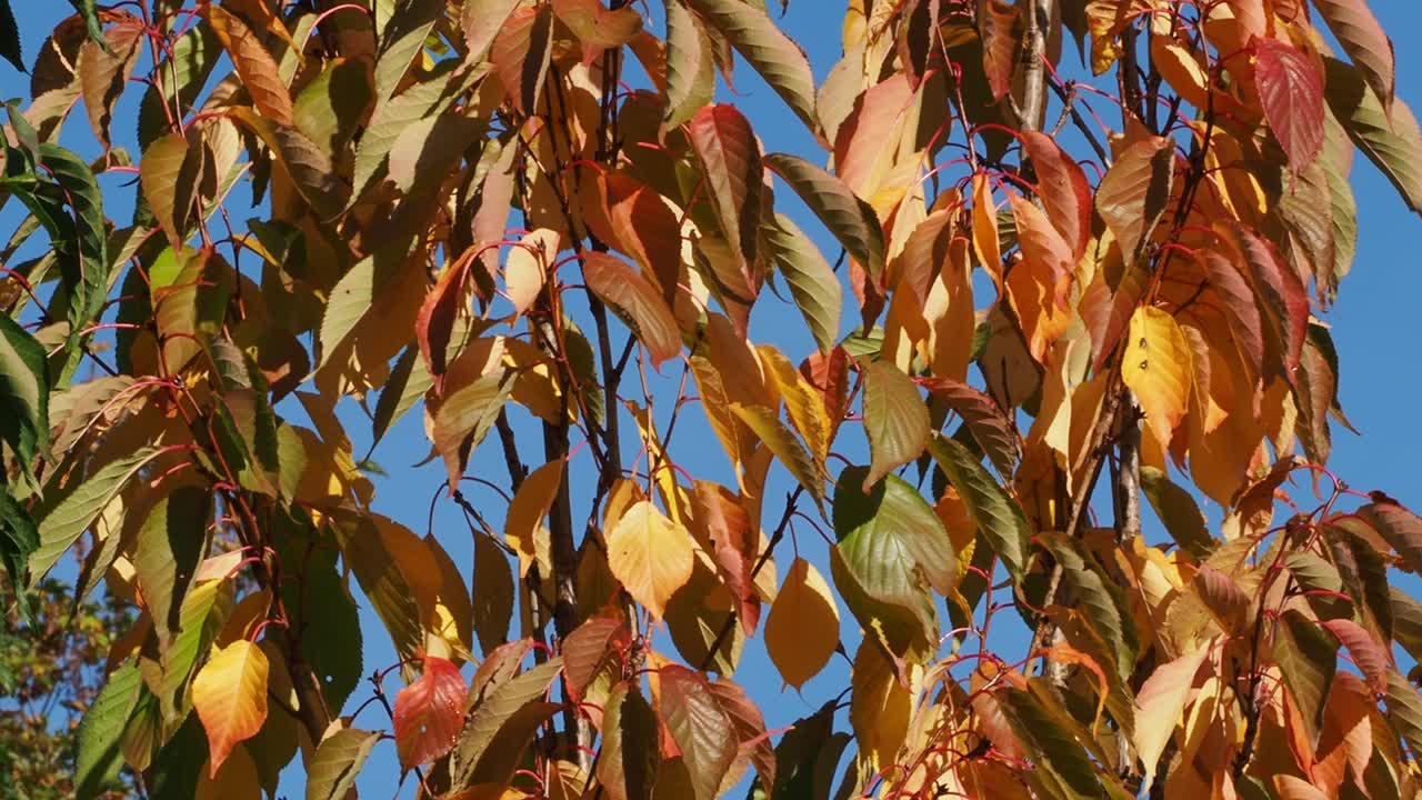 Autumn colours on tall cherry trees