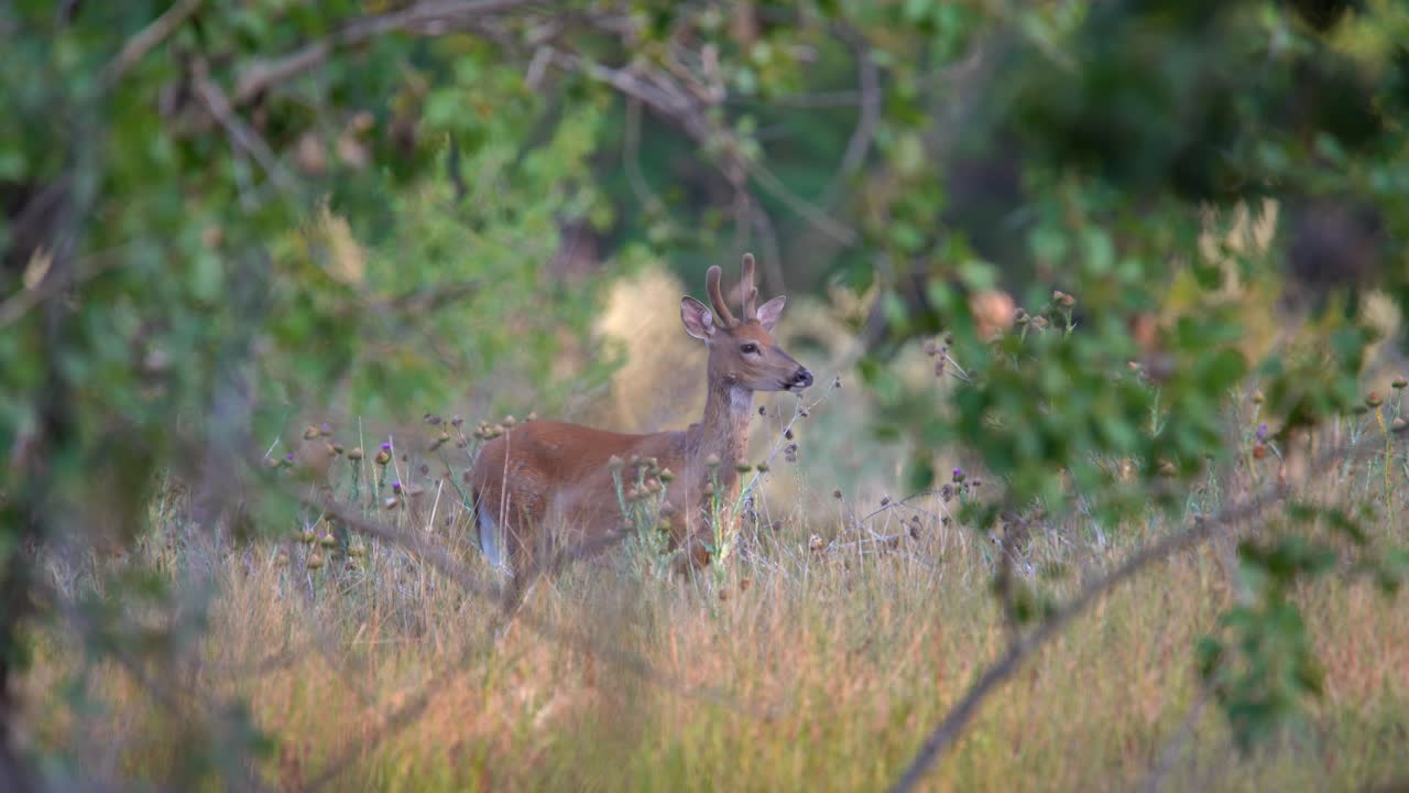 모기를 없애기 위해 머리를 흔드는 사슴