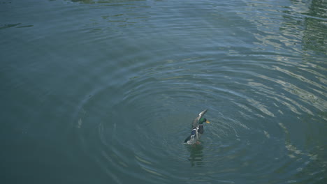 pato nadando en un pong y salpicando agua alrededor