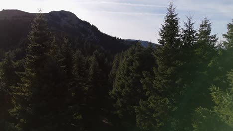 Drone-flies-low-below-tree-crows-in-perfect-row-forest-of-Agrafa-Greece-with-sunflare