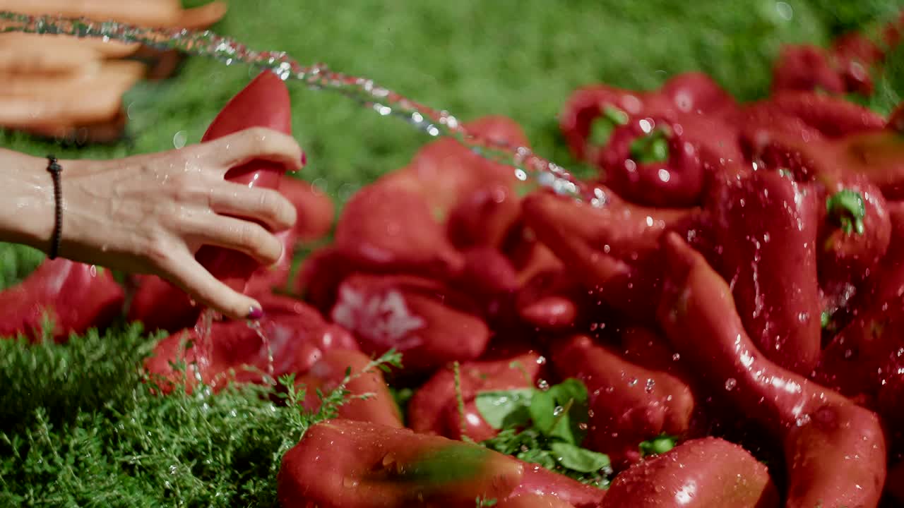 ⁇ 은 카피아 고추 를 물 호스 로  ⁇ 는 여자 손 의 클로즈업