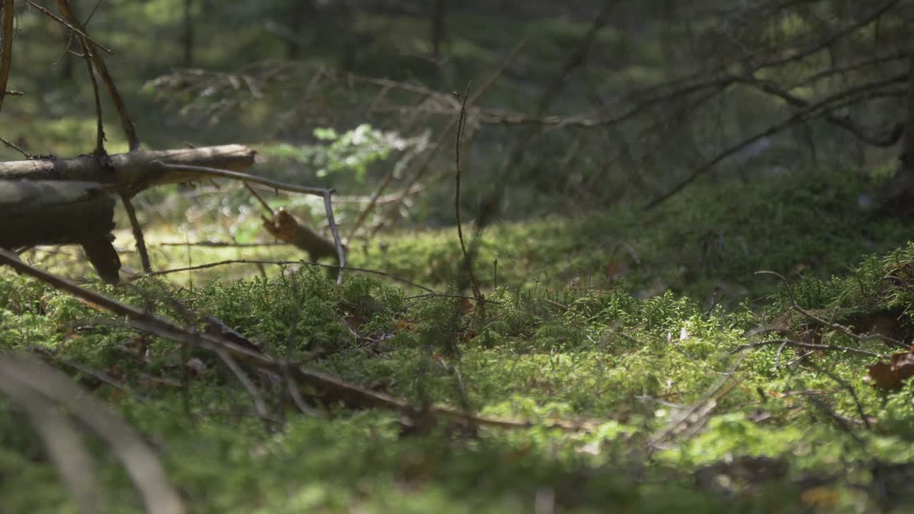 A Fallen Tree Trunk in a Coniferous Forest.Video Dolly-In