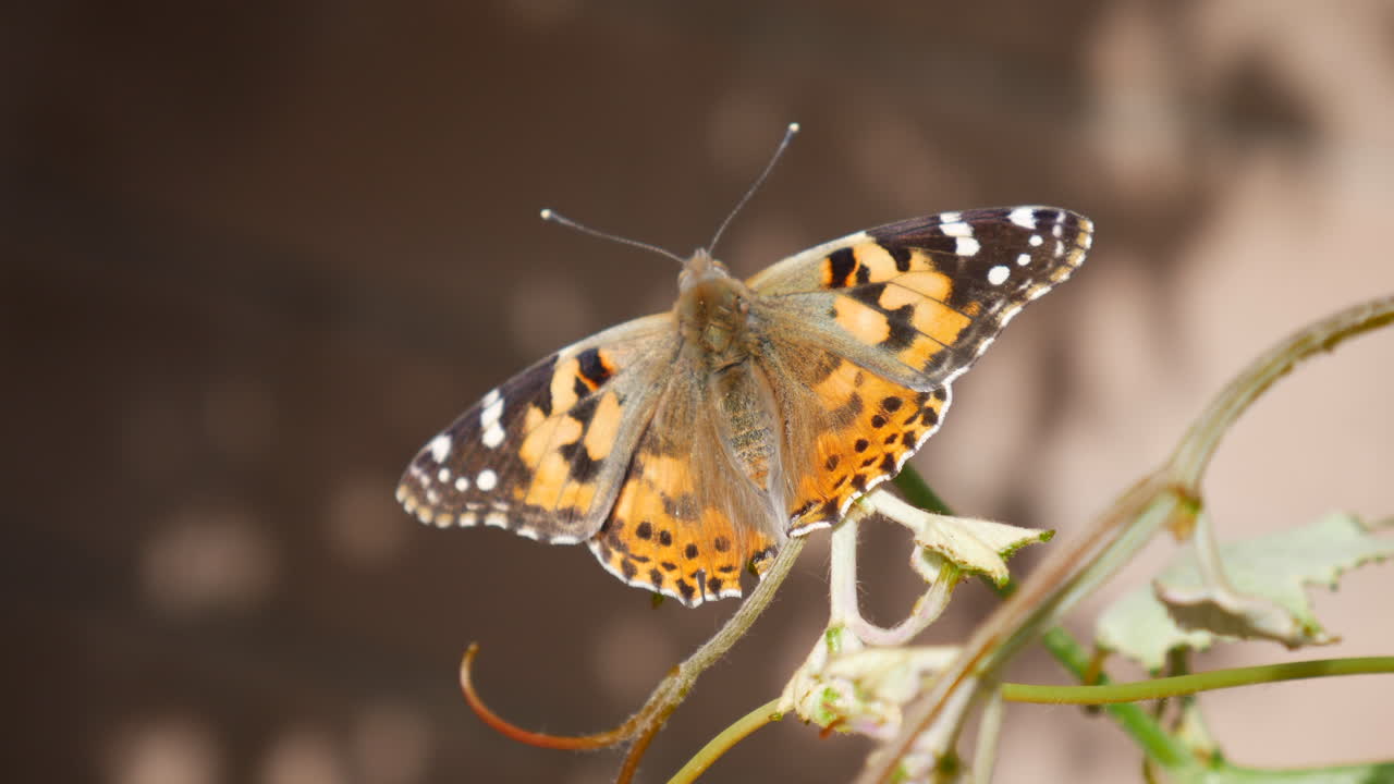 Una farfalla vanessa del cardo che riposa su un ramo dopo essersi nutrita di nettare e aver impollinato i fiori durante una super fioritura di fiori selvatici.