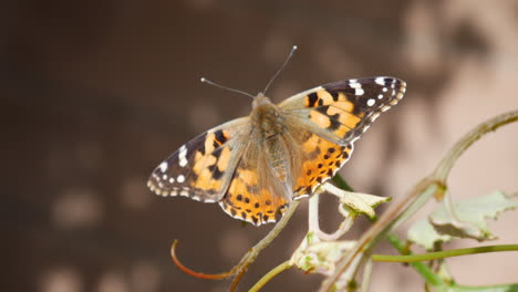 Ein-Distelfalter-Schmetterling,-Der-Auf-Einem-Ast-Ruht,-Nachdem-Er-Sich-Während-Einer-Prächtigen-Wildblumenblüte-Von-Nektar-Ernährt-Und-Blumen-Bestäubt-Hat