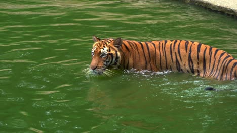 exotic animal species, an apex predator, malayan tiger, southern indochinese tiger, panthera tigris jacksoni swimming in the pool, moving around and trying to cool down in the water on a hot day