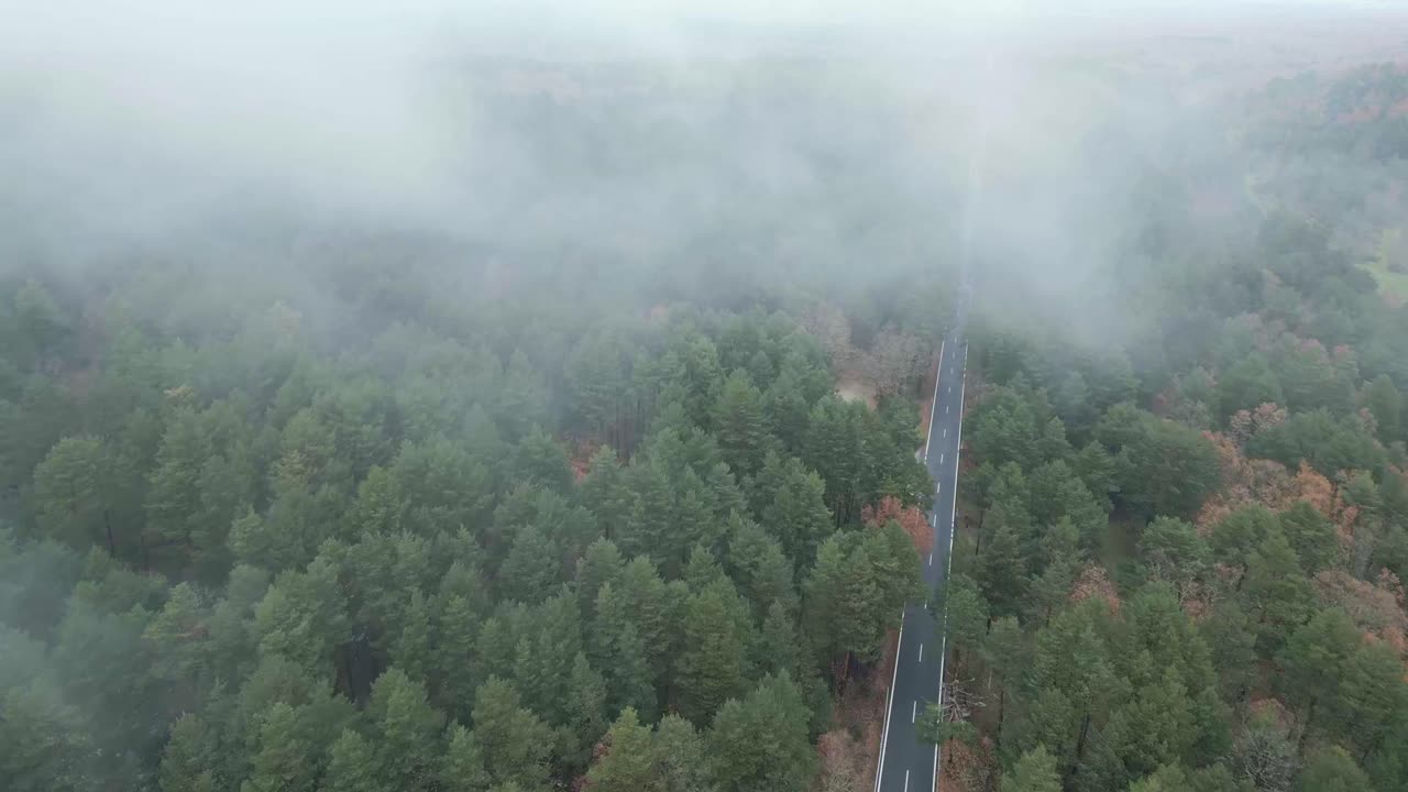 나무 중간 에 있는 아스팔트 도로