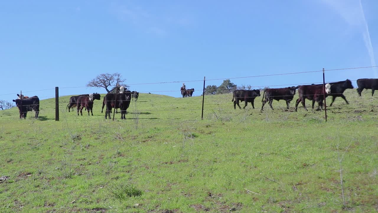 Il bestiame si spaventa e si allontana da una recinzione di filo spinato mentre il cowboy scende a cavallo dalla collina dietro di loro.