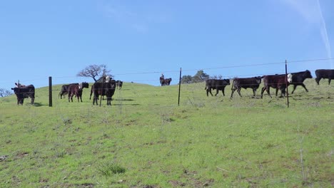 Cattle-get-spooked-away-from-barbed-wire-fence-as-the-cowboy-rides-down-the-hill-behind-them