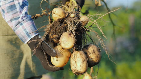 Bauernhände-In-Handschuhen-Halten-Frisch-Ausgegrabene-Kartoffelknollen