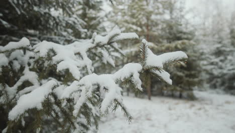 rama de abeto nevado en el bosque de invierno