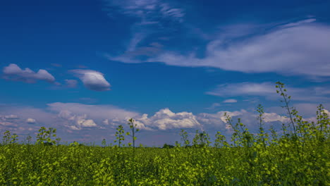 Cloudscape-daytime-time-lapse-over-rapeseed-countryside-crops