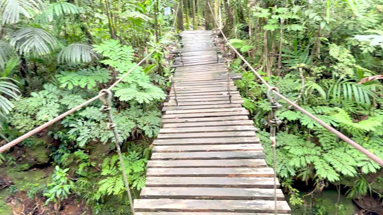 Handheld camera pans across a wooden suspension bridge over a clear stream in lush jungle