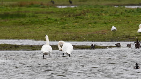 Whooper-Swan-standing-in-shallow-water,-preening-their-feathers,-Texel,-the-Netherlands