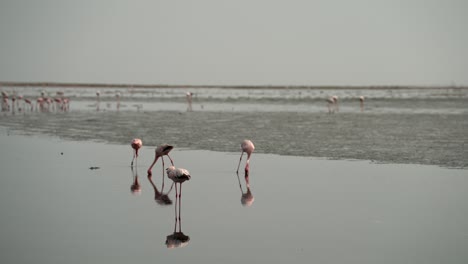 Flamenco-Camina-Por-Humedales-Picoteando-El-Suelo,-Reflejo-De-Pájaro-En-El-Agua