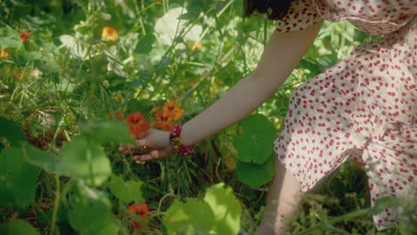 woman picks an orange flower from the ground