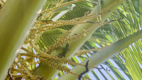 Cinematic close-up shot of day geckos eating nectar from flowers at a cacao farm in Kaua&#039;i, Hawai&#039;i